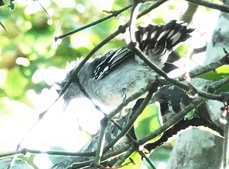 Planalto Slaty-Antshrike - ML617380956