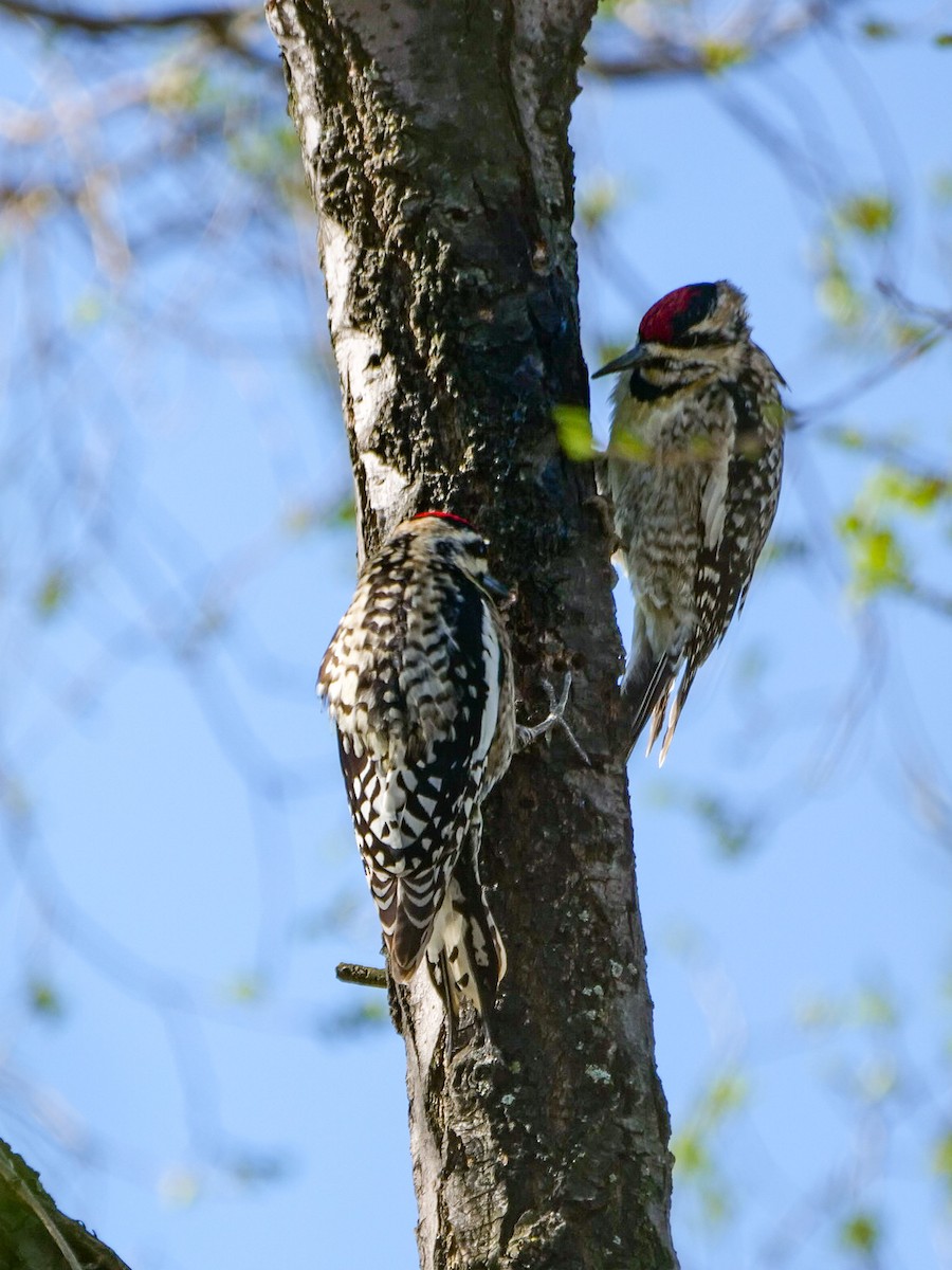 Yellow-bellied Sapsucker - ML617380997