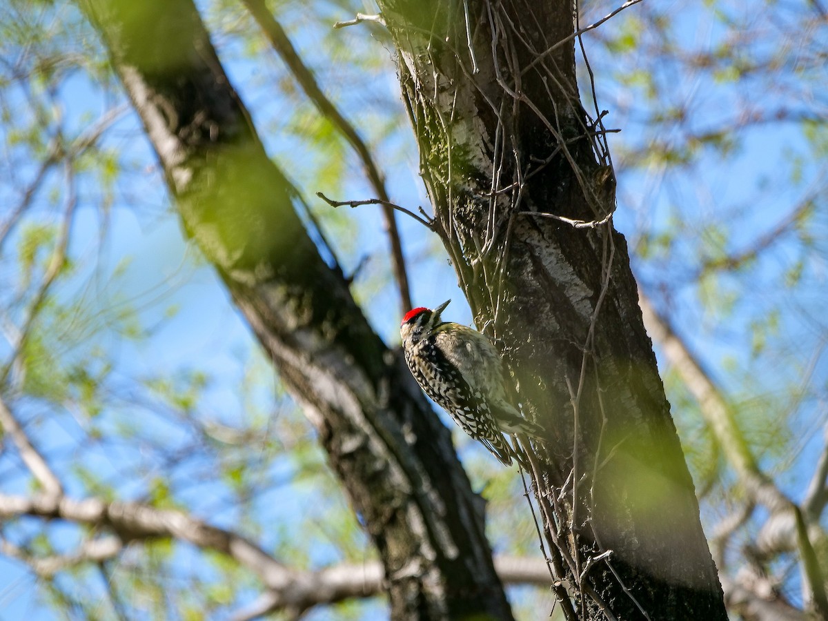 Yellow-bellied Sapsucker - ML617380998