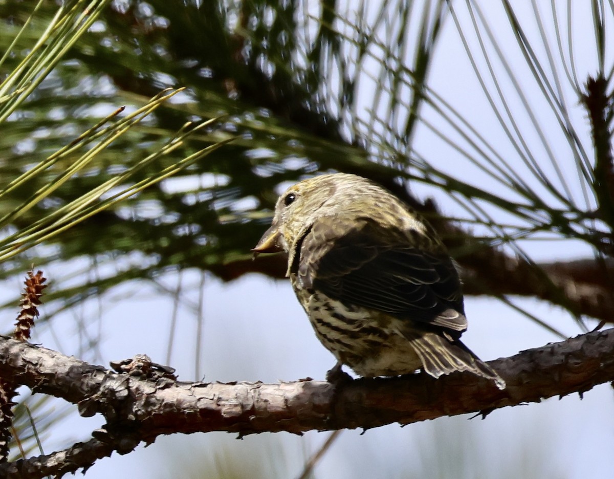 Red Crossbill (Northeastern or type 12) - ML617381003
