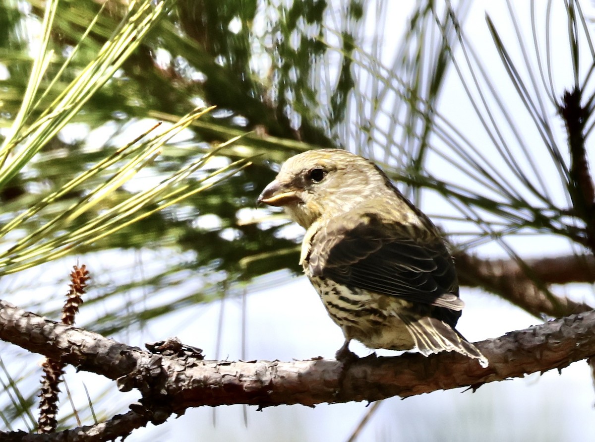 Red Crossbill (Northeastern or type 12) - ML617381013