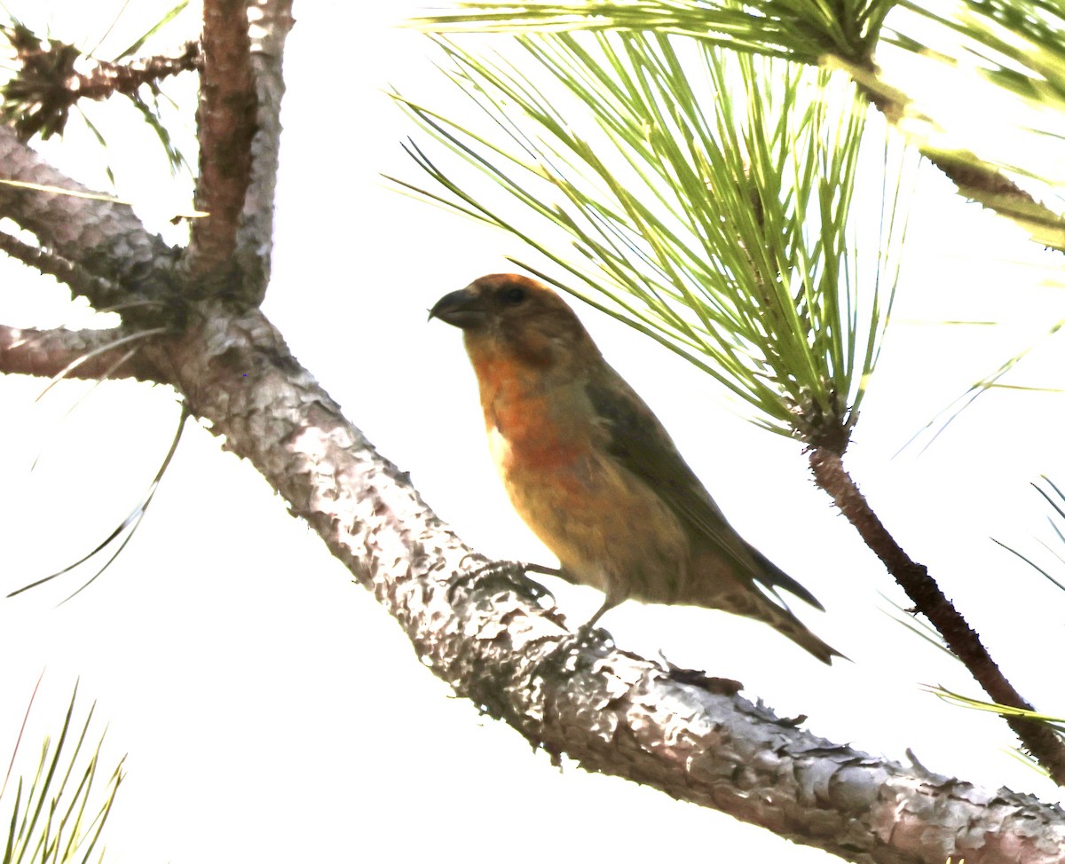 Red Crossbill (Northeastern or type 12) - ML617381021