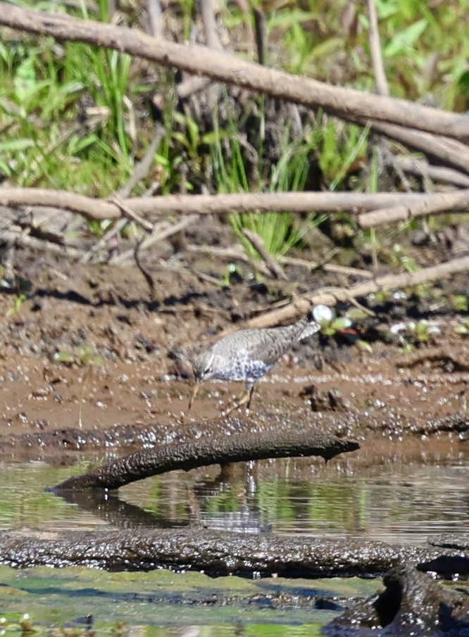 Spotted Sandpiper - ML617381028
