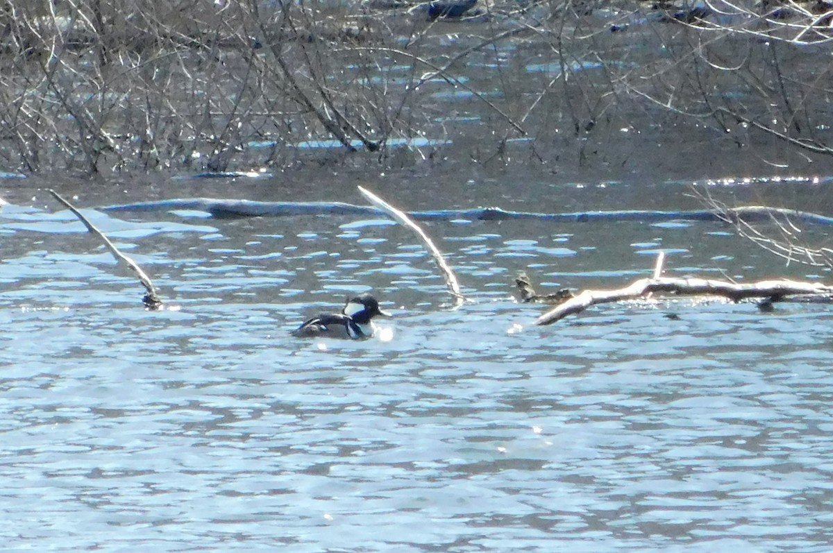 Hooded Merganser - ML617381049