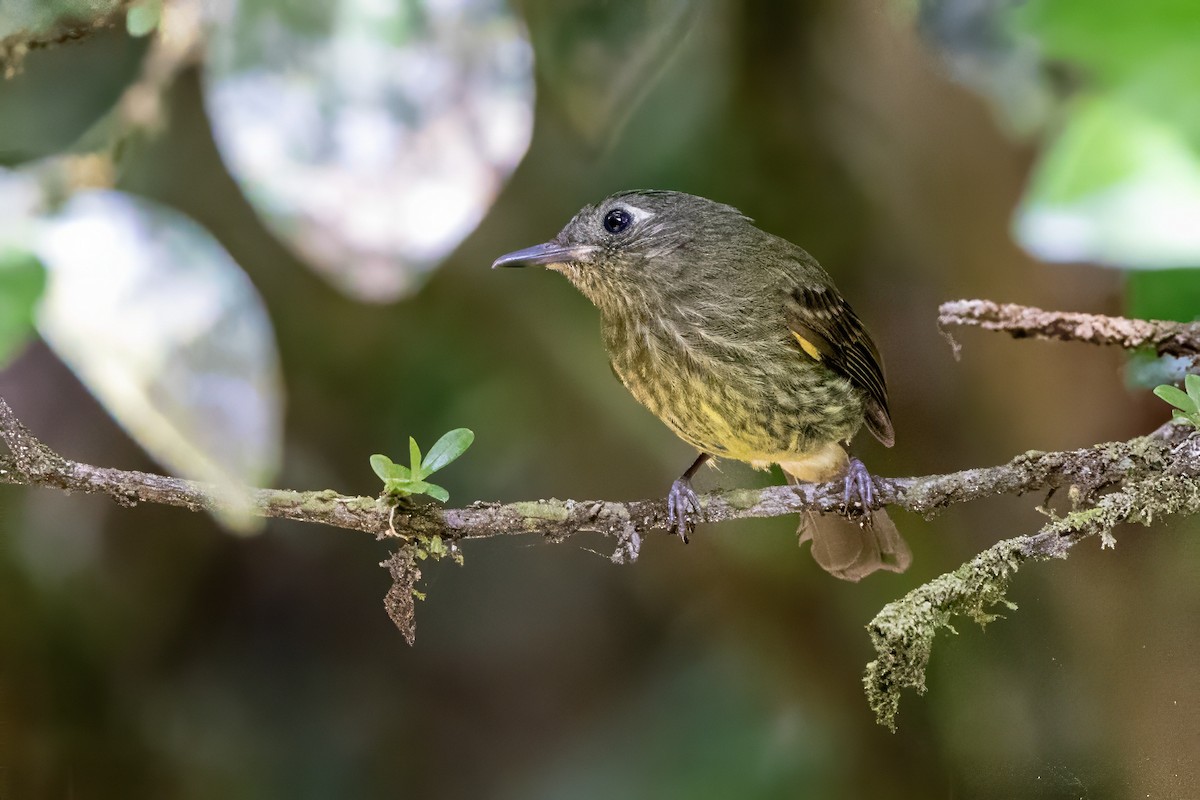 Olive-striped Flycatcher - Sandy & Bob Sipe