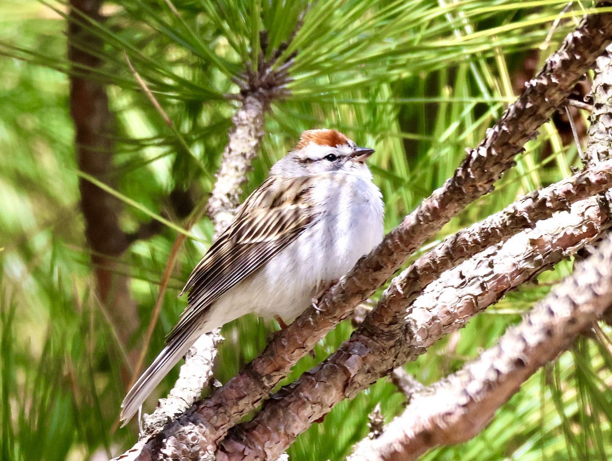 Chipping Sparrow - Charlie   Nims