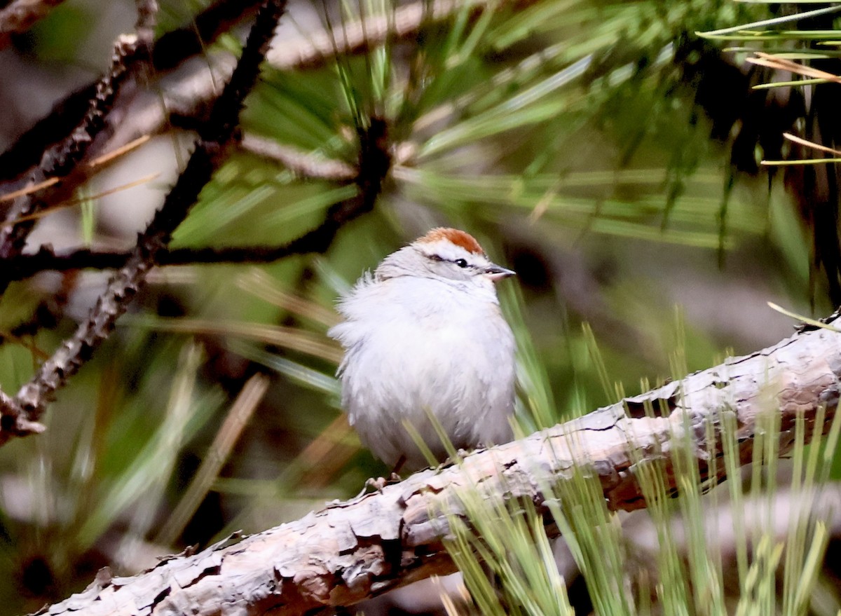 Chipping Sparrow - ML617381085