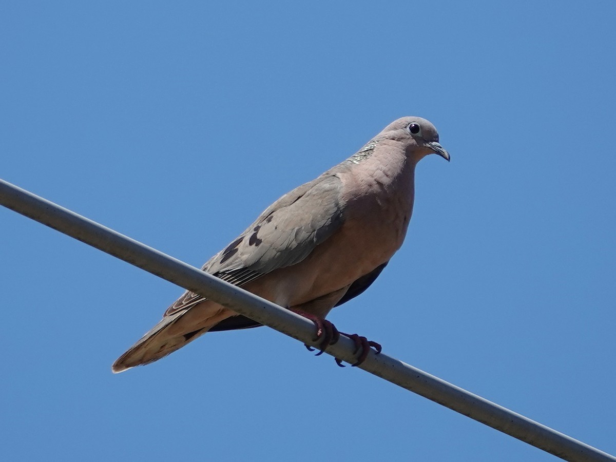 Eared Dove - Barry Reed