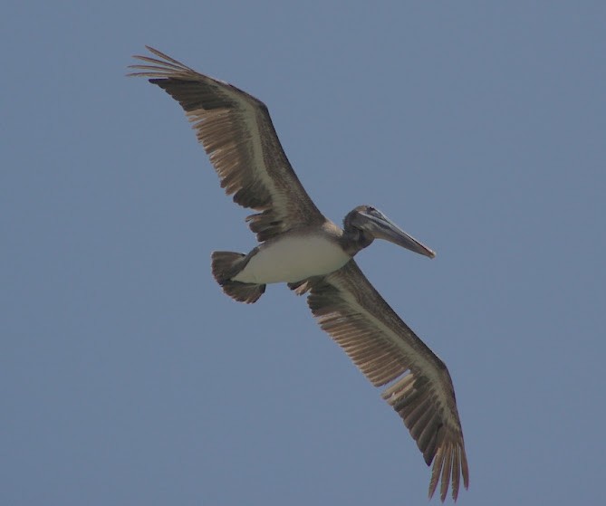 Brown Pelican - Juan Pedro Medina