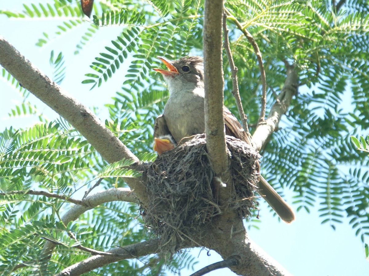 Noronha-Olivtyrann - ML617381221