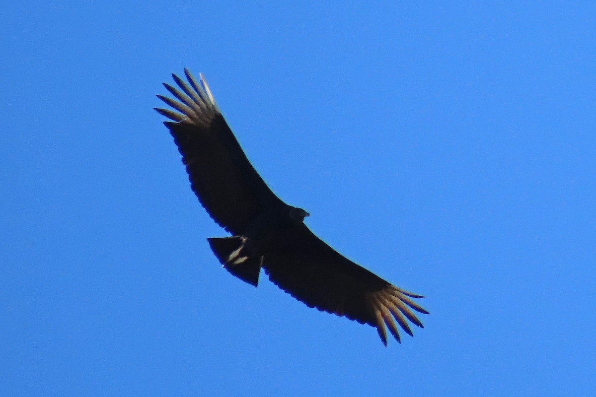 Black Vulture - Phil Lyon