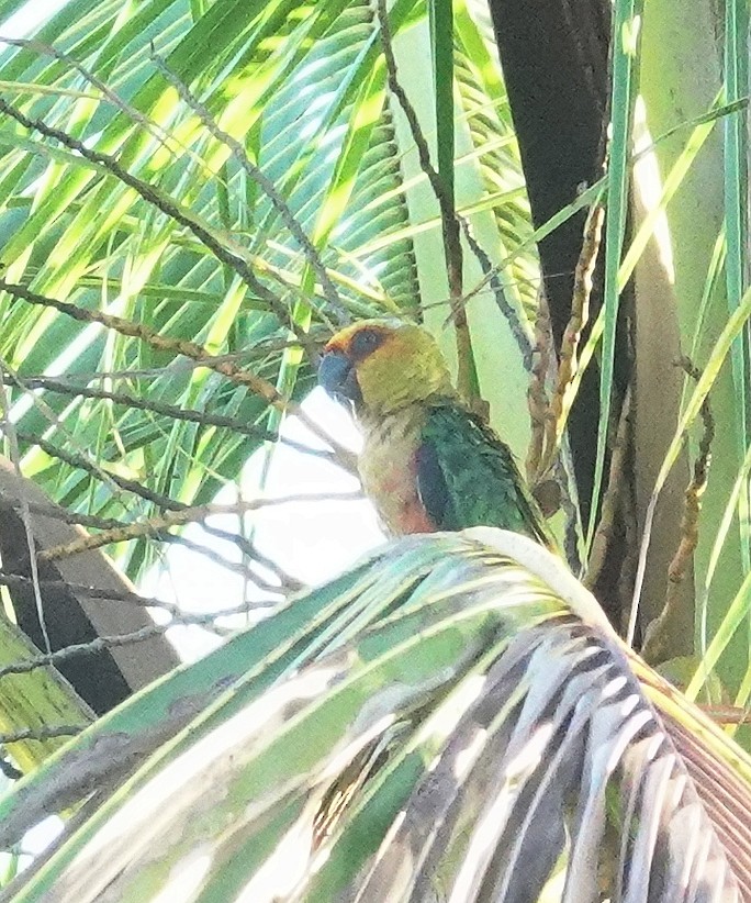 Jandaya Parakeet - Joey Kellner