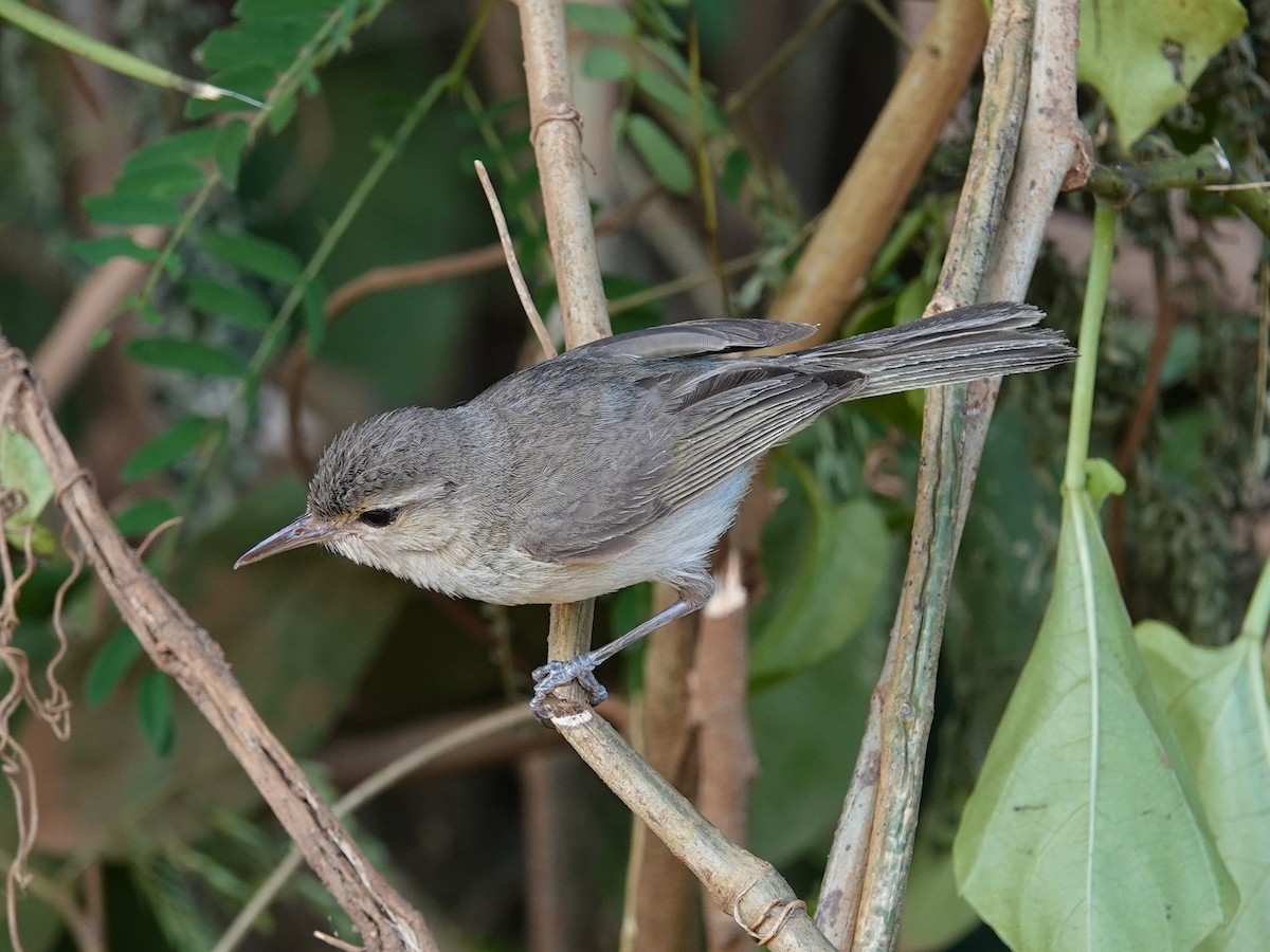 Vireo de Noronha - ML617381276