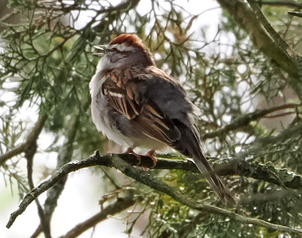 Chipping Sparrow - ML617381280