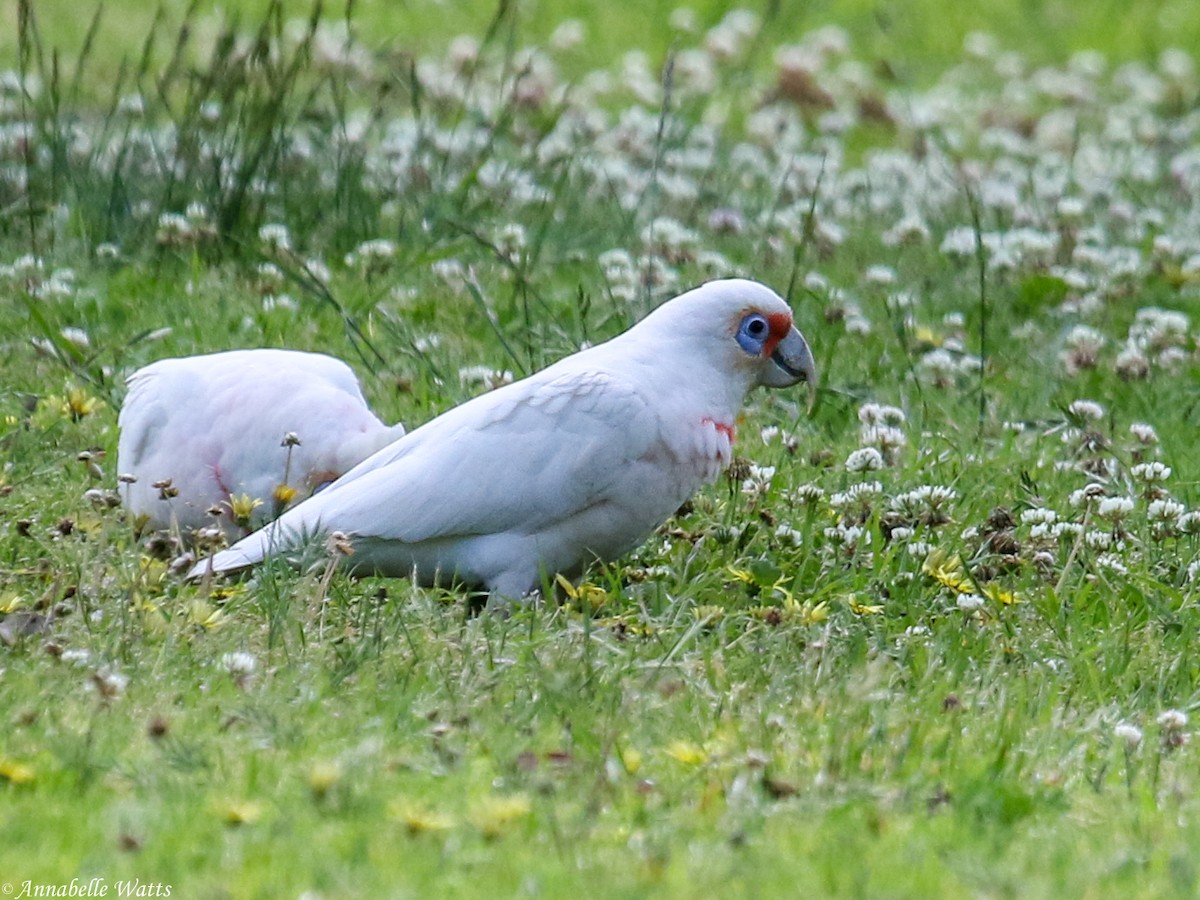 Long-billed Corella - Justin Watts