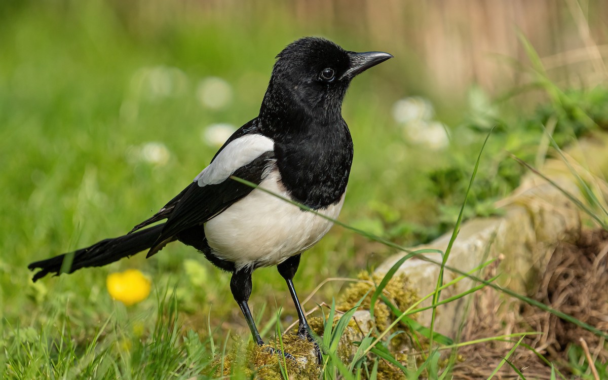 Eurasian Magpie (Eurasian) - Wouter Van Gasse