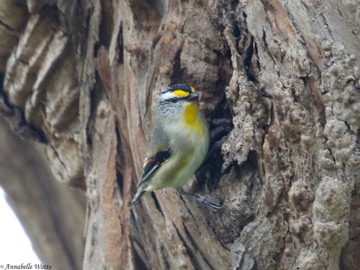 Striated Pardalote - Justin Watts