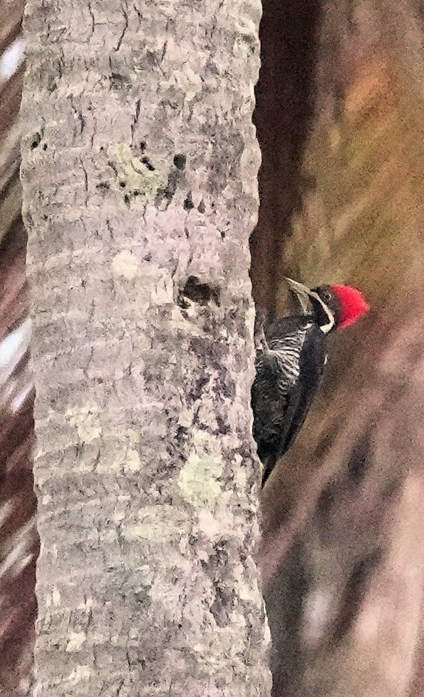 Lineated Woodpecker - Joey Kellner