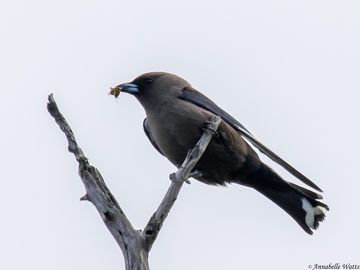 Dusky Woodswallow - ML617381367