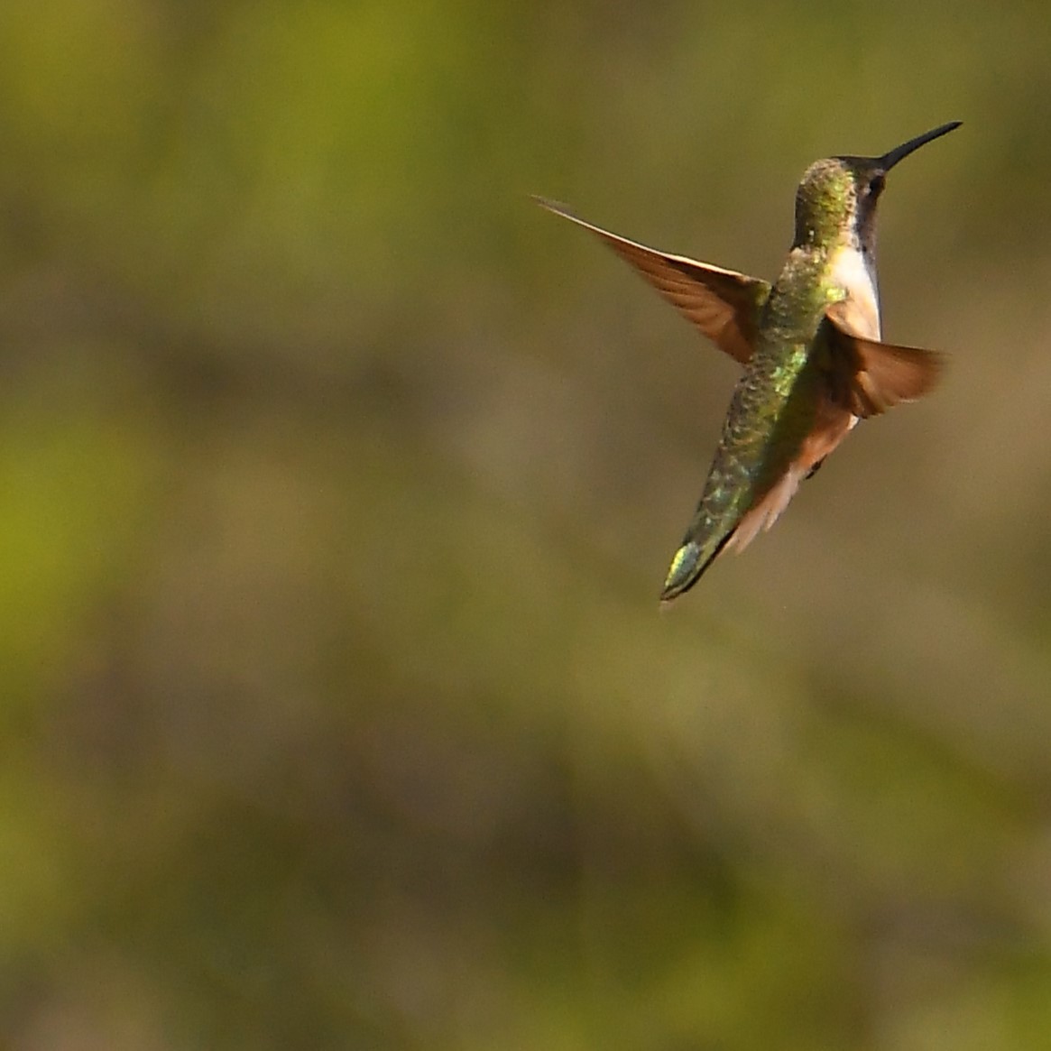 Broad-tailed Hummingbird - ML617381410