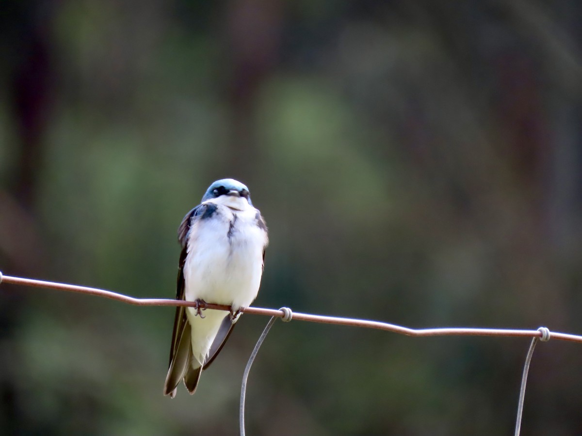 Tree Swallow - ML617381451