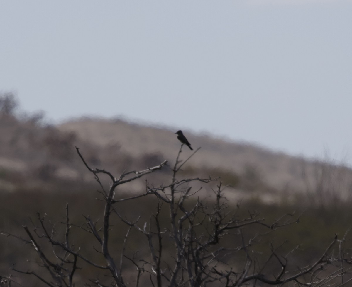 Olive-sided Flycatcher - Michael Harvey