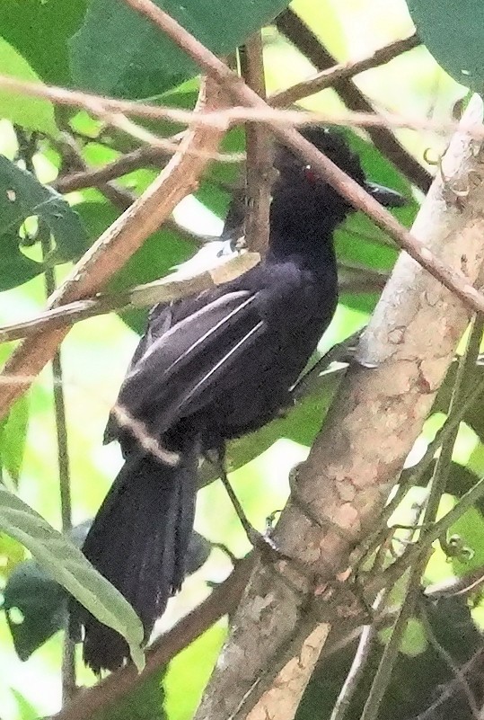 Fringe-backed Fire-eye - Joey Kellner