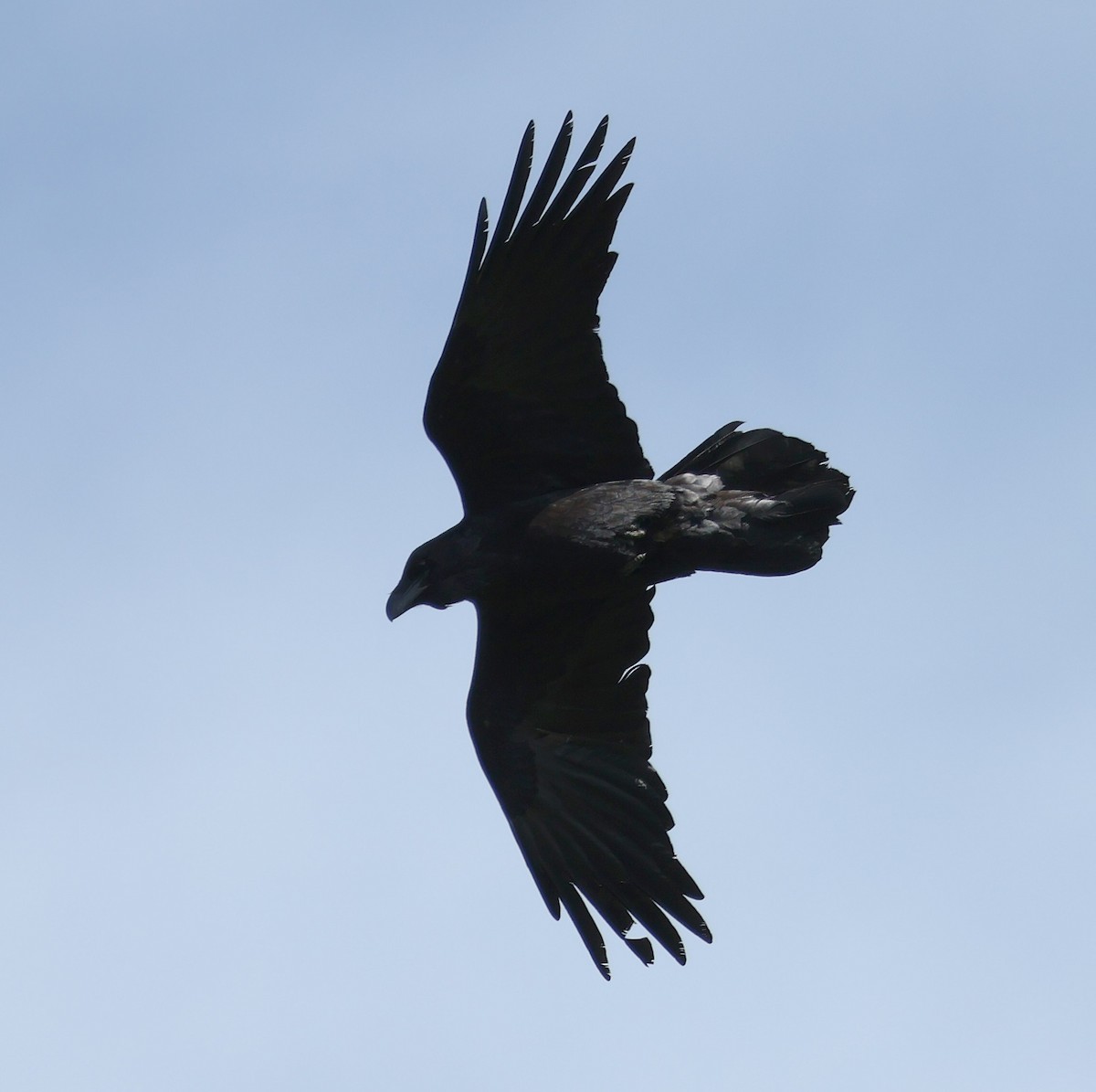 Common Raven - ML617381552