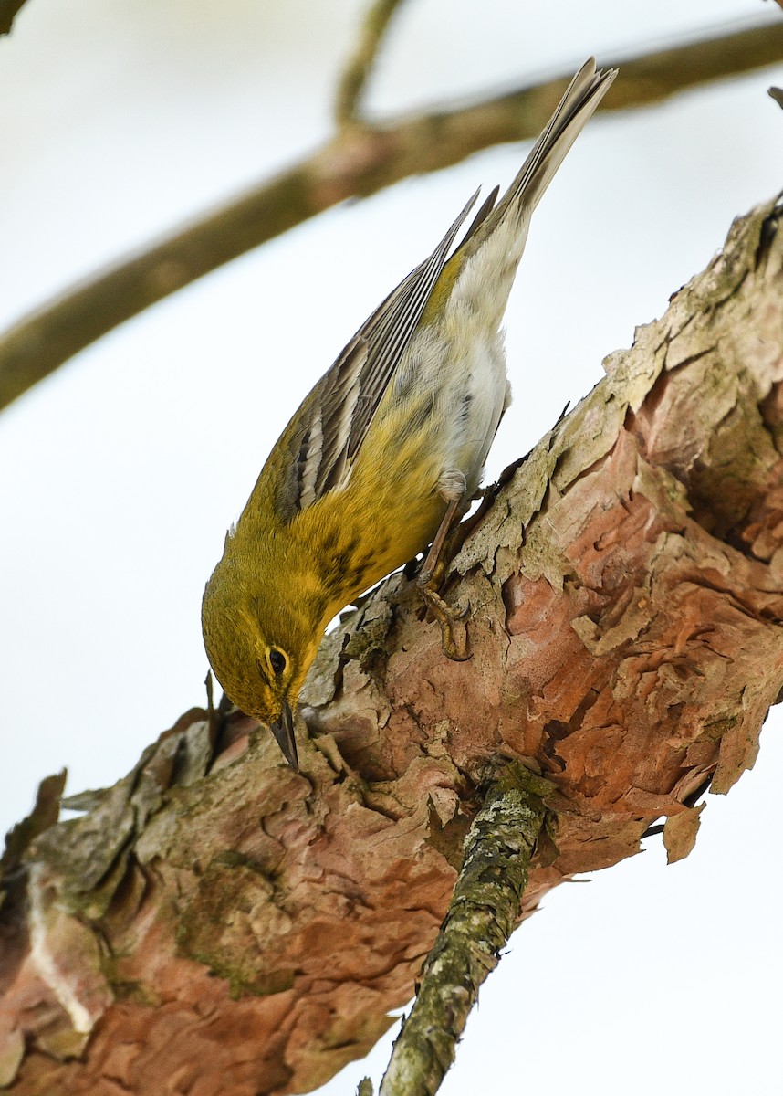 Pine Warbler - Don Keffer