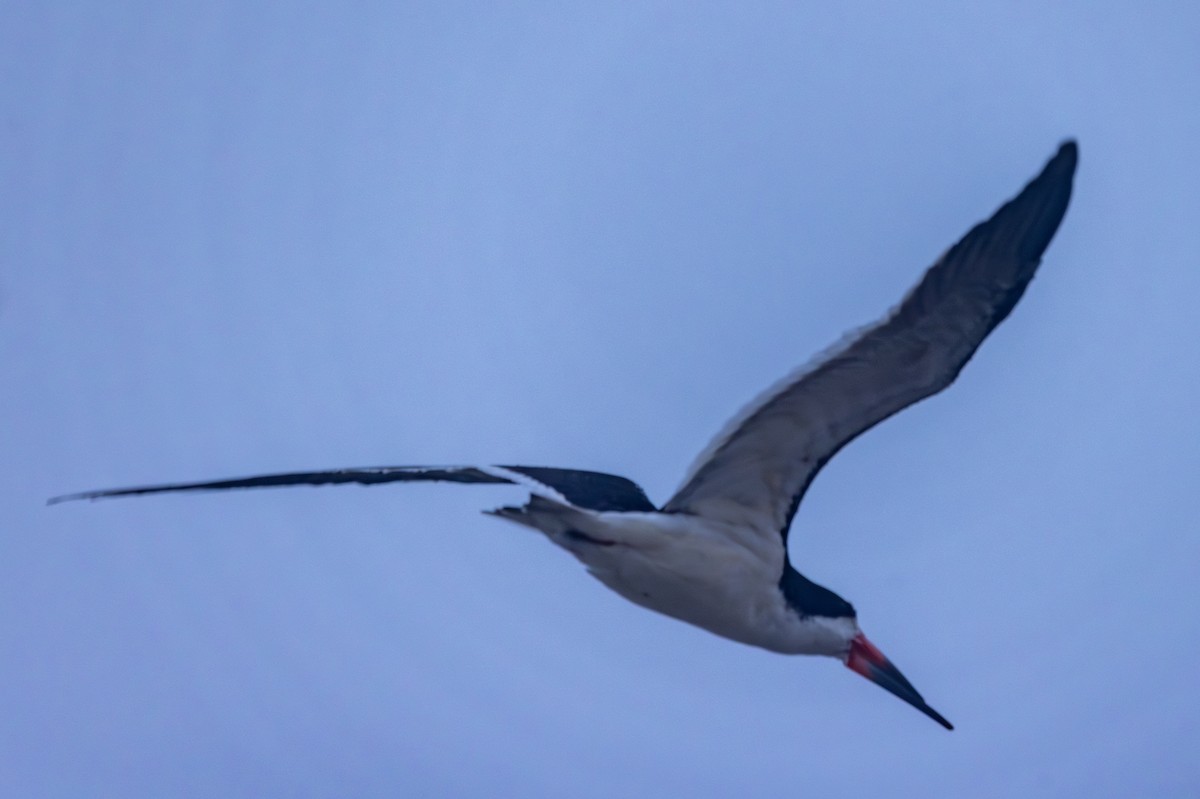 Black Skimmer - ML617381575