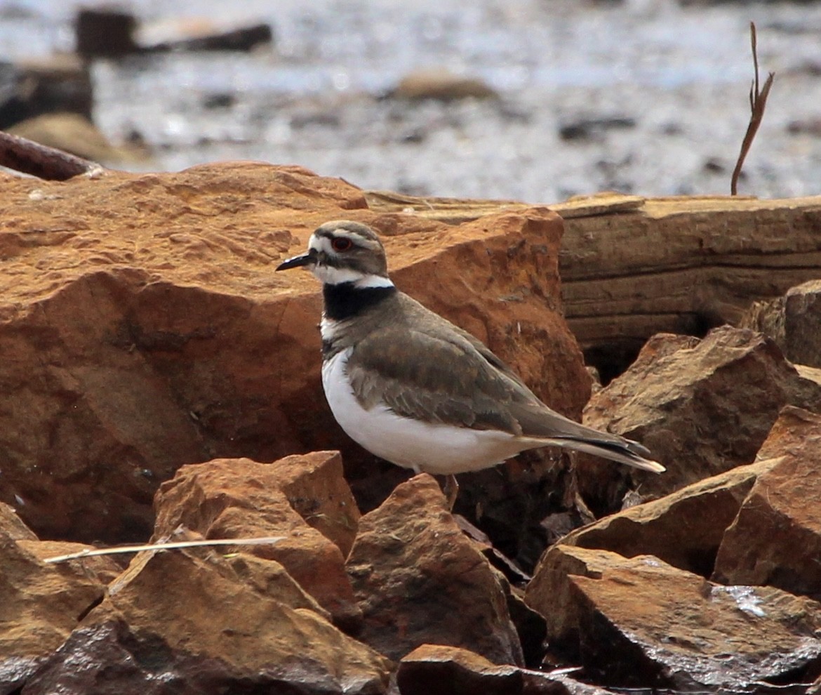 Killdeer - ML617381590