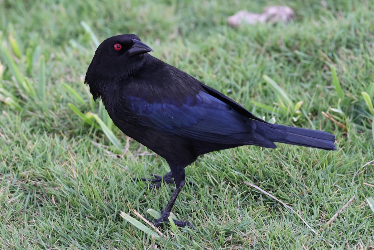 Bronzed Cowbird - ML617381597