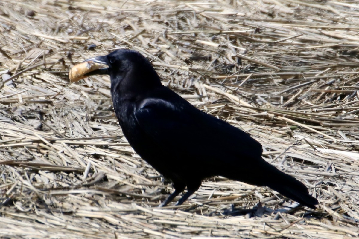 American Crow - ML617381612