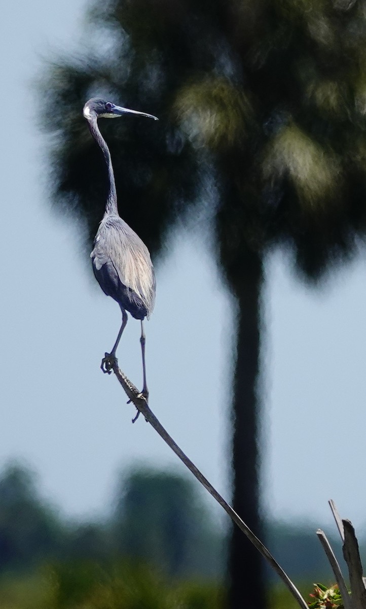 Tricolored Heron - ML617381622