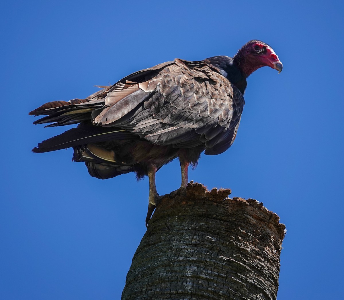 Turkey Vulture - ML617381630