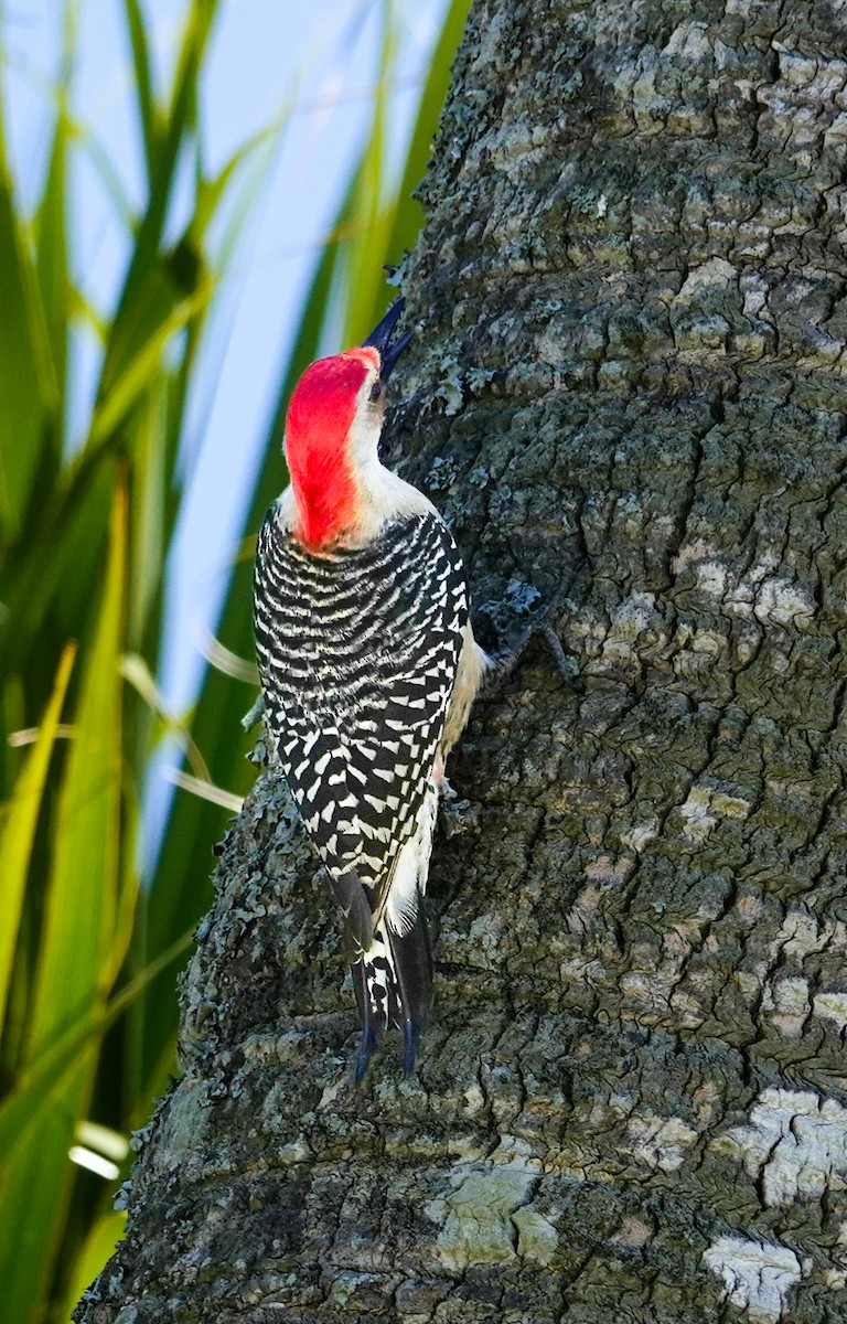 Red-bellied Woodpecker - Kathleen Horn