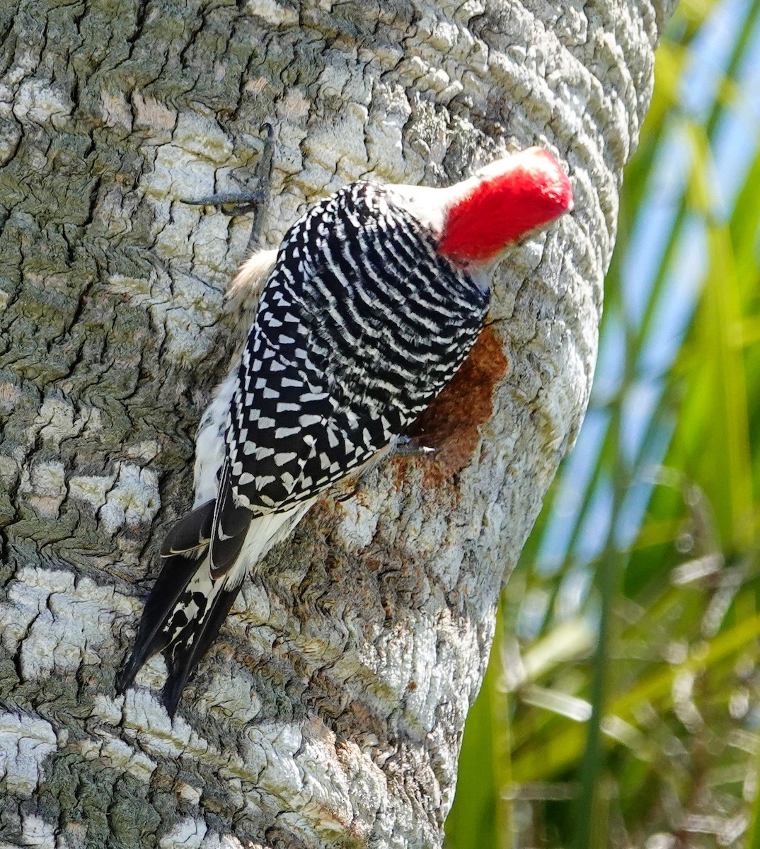 Red-bellied Woodpecker - ML617381663