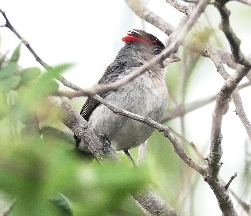 Pileated Finch - ML617381715