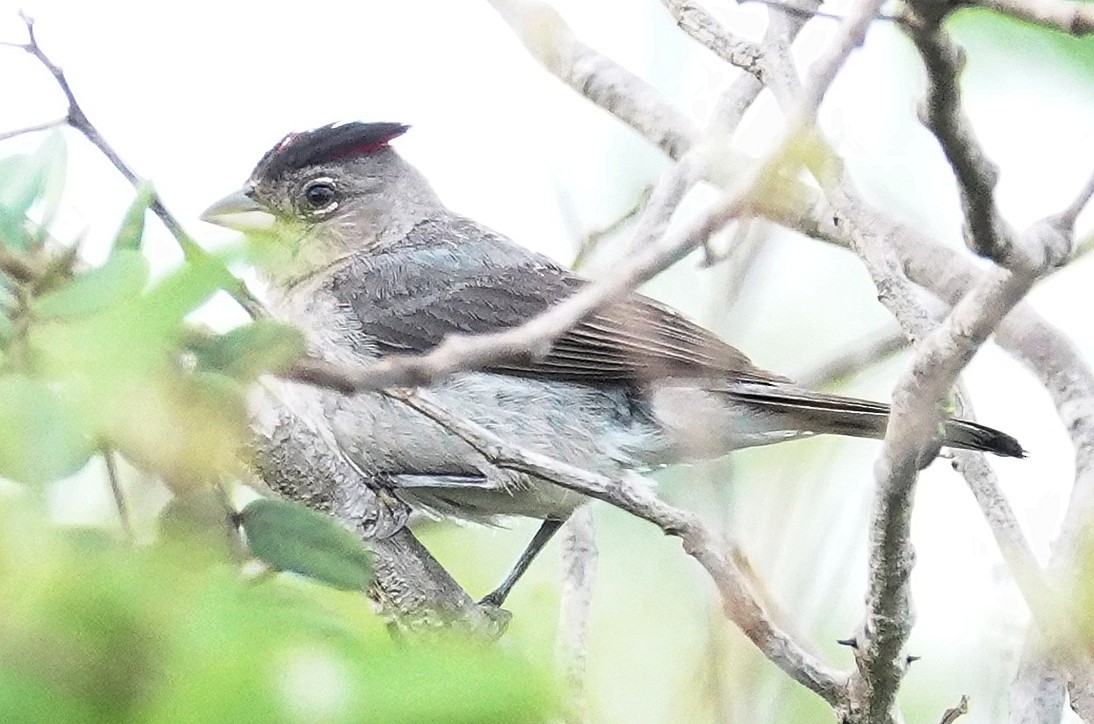 Pileated Finch - ML617381716