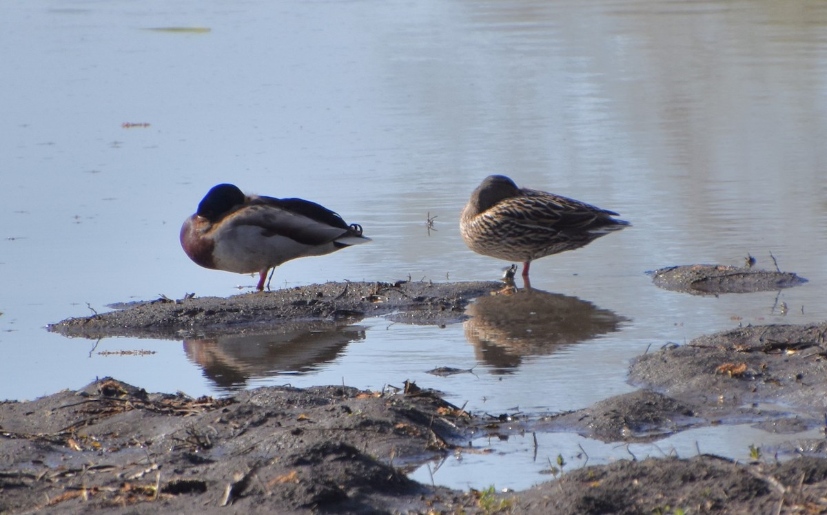 Canard colvert - ML617381733