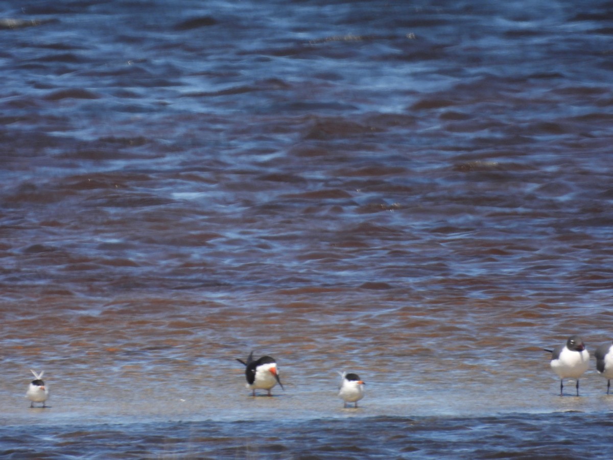 Black Skimmer - ML617381745