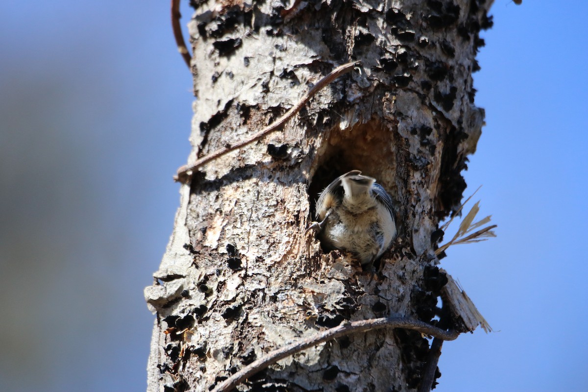 Black-capped Chickadee - ML617381769