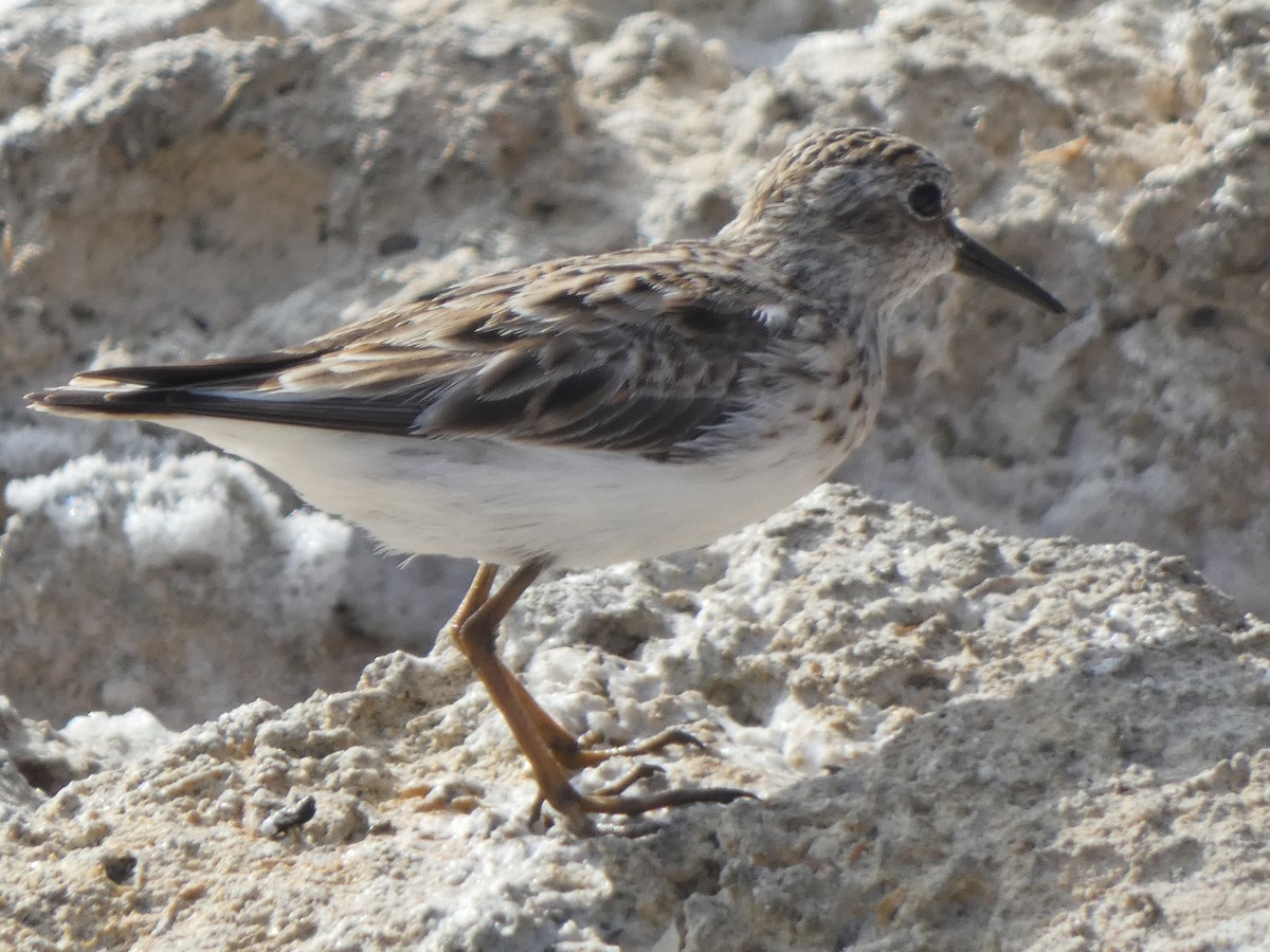 Correlimos Menudillo - ML617381772