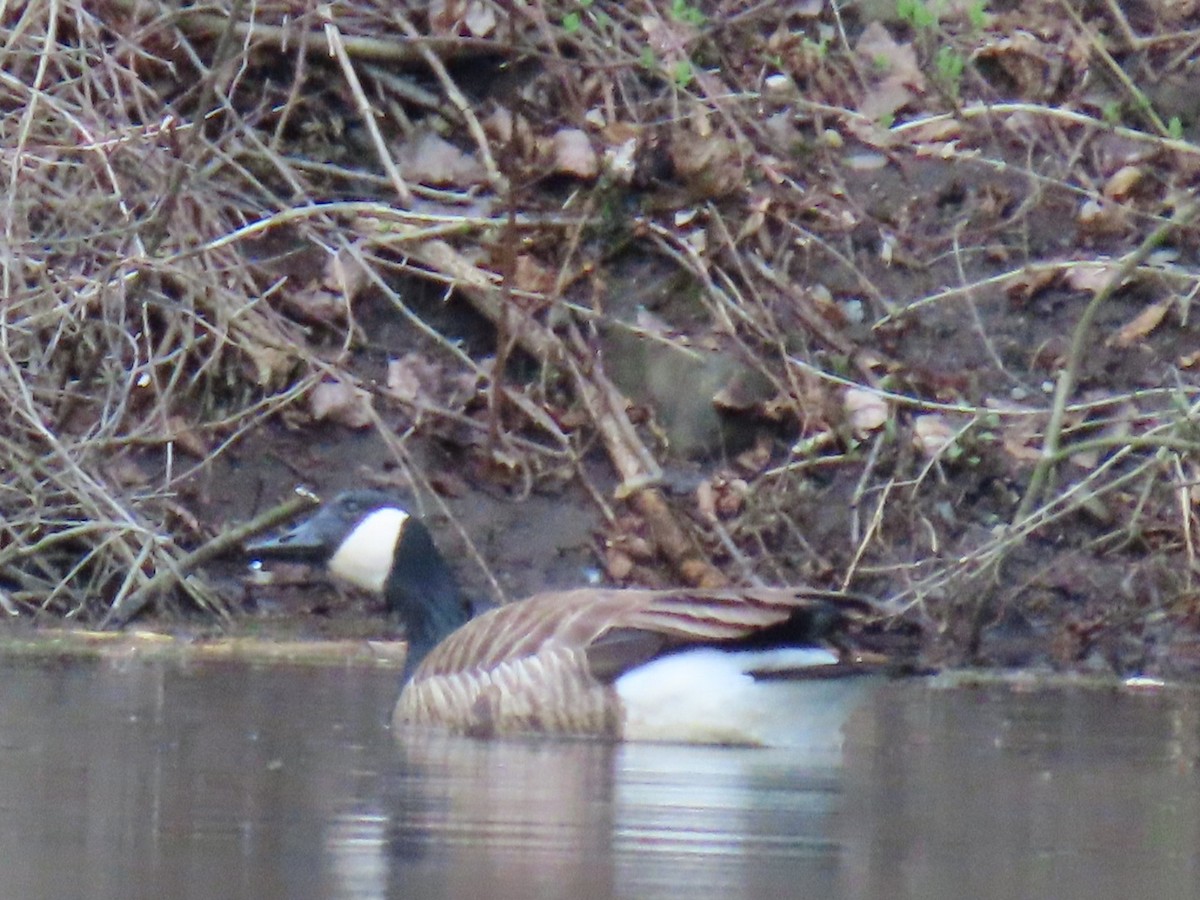 Canada Goose - ML617381783