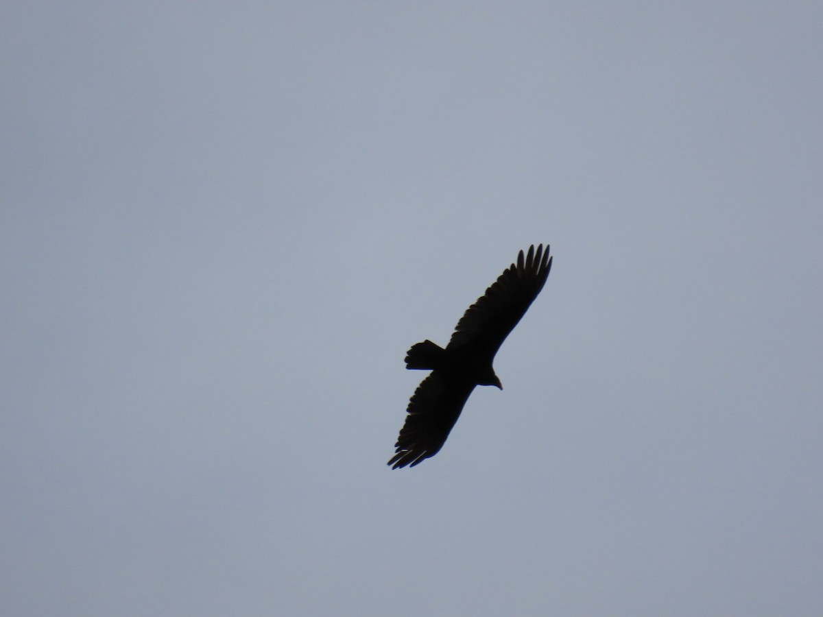 Turkey Vulture - ML617381792