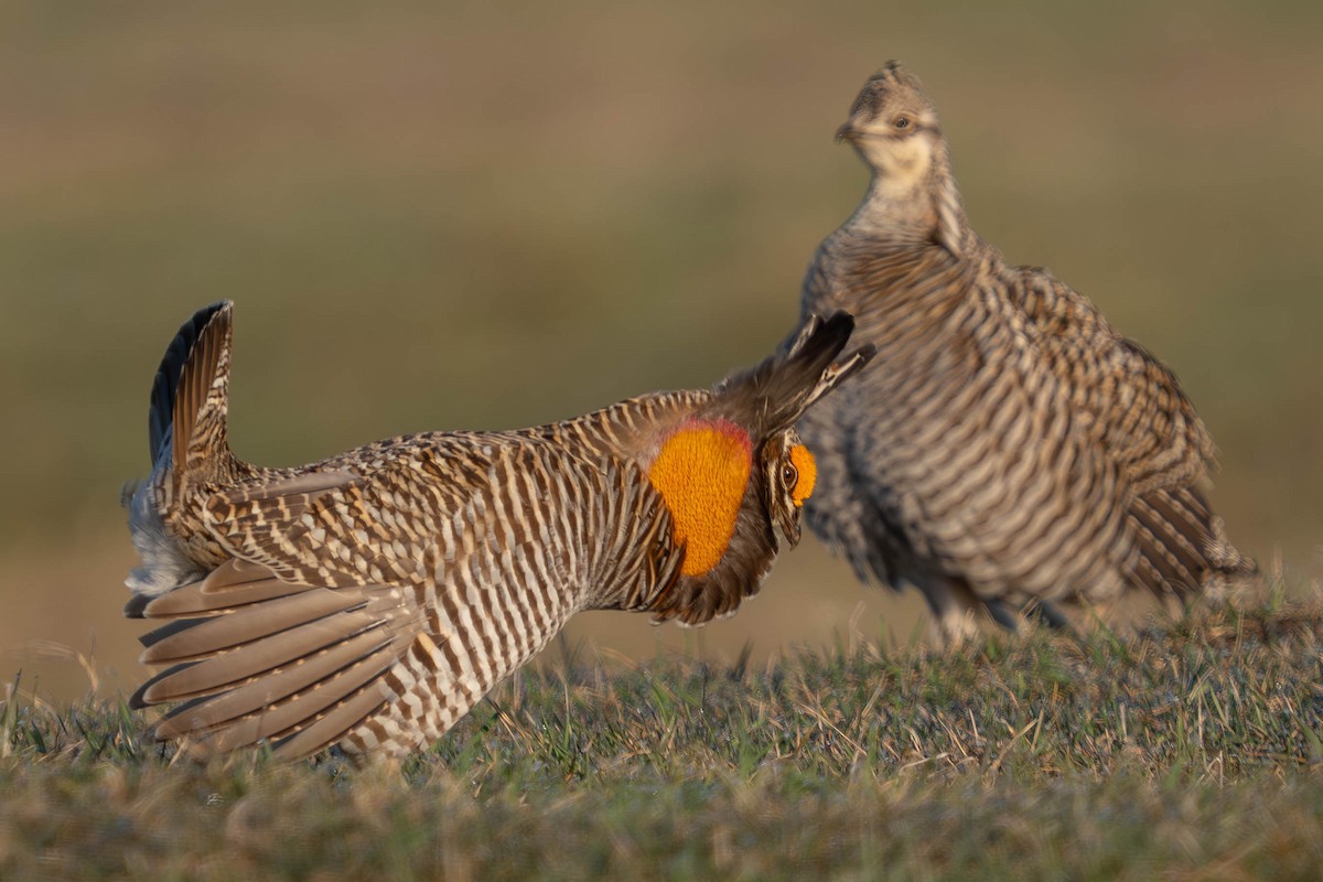 Greater Prairie-Chicken - Mark Siebers