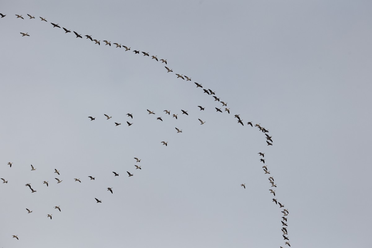 Snow Goose - ML617381827