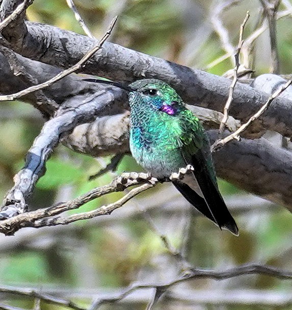 Colibri à ventre blanc - ML617381834