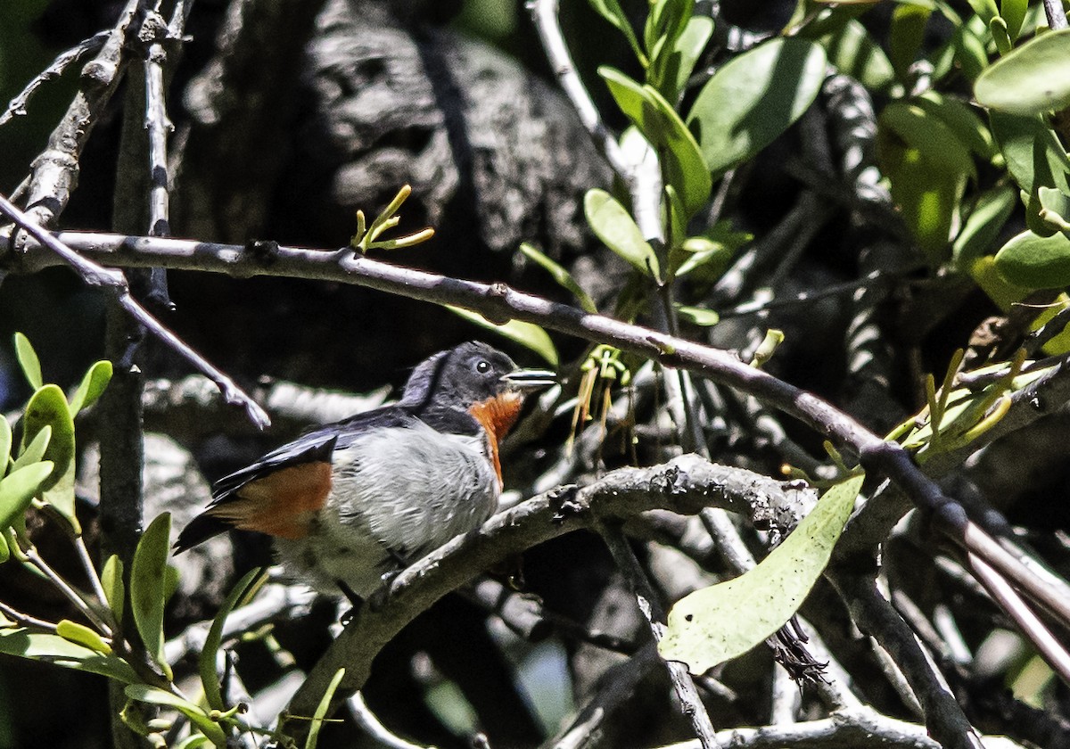 Mistletoebird - ML617381857