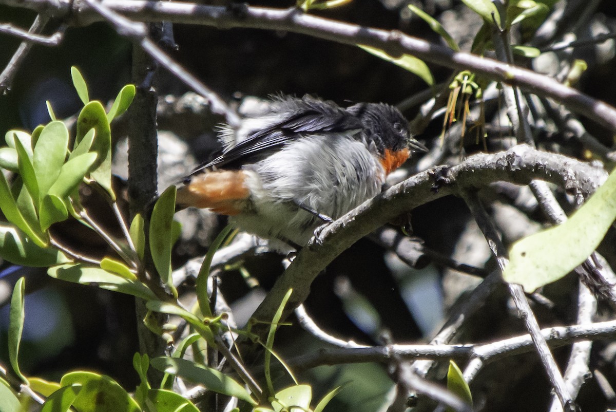 Mistletoebird - ML617381859